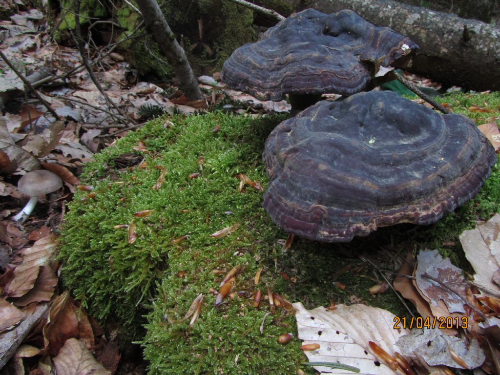 Ganoderma 1 (Probabile Ganoderma carnosum)